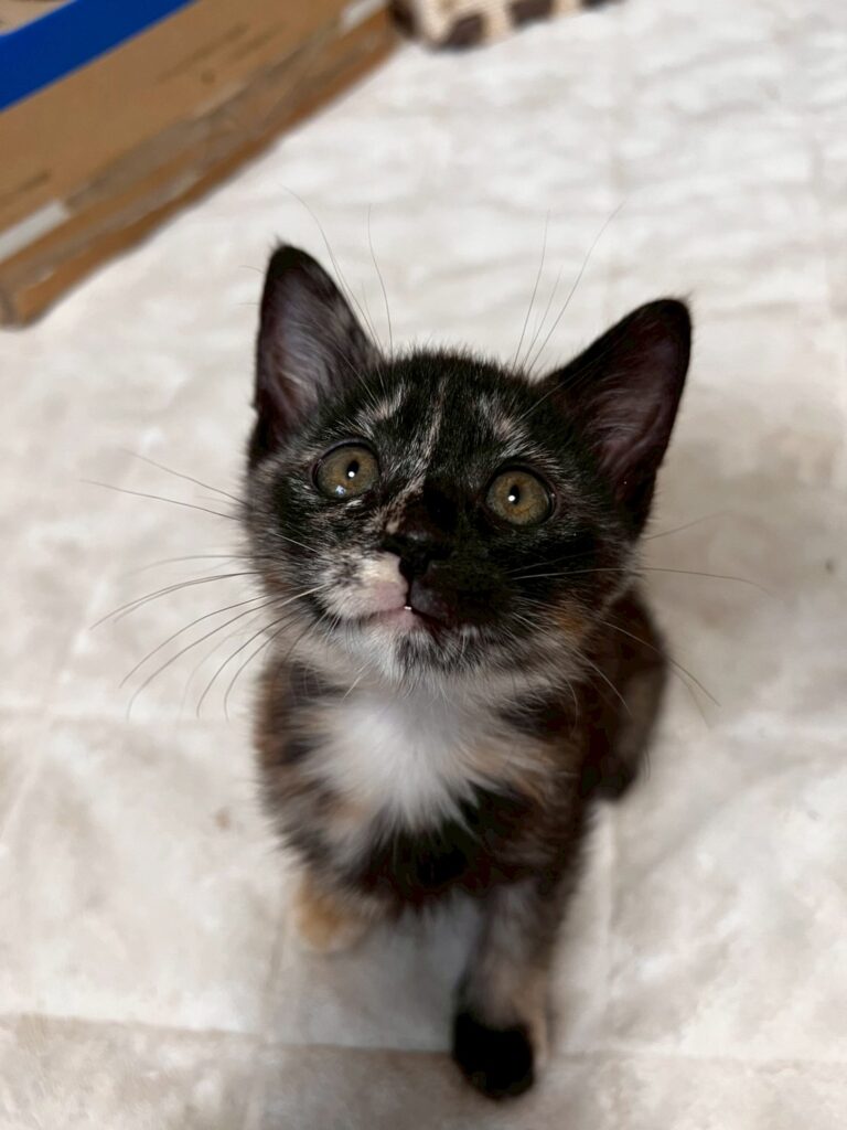 ねこ部　保護猫